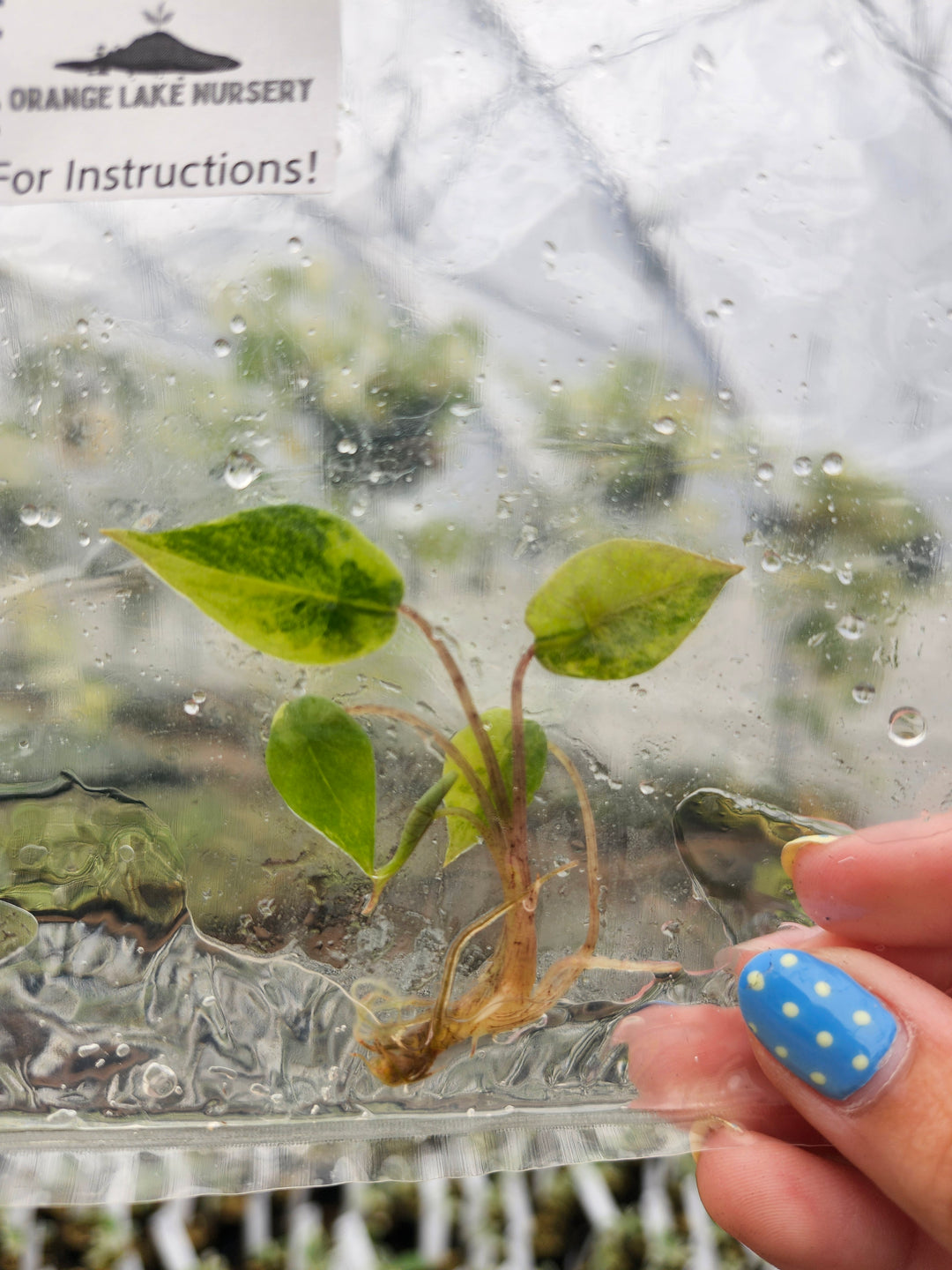 Alocasia Metallic Blue Aurea Tissue Culture