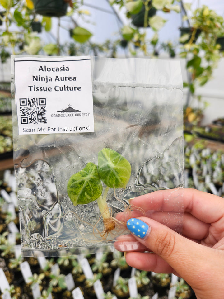 Alocasia Ninja Aurea Tissue Culture