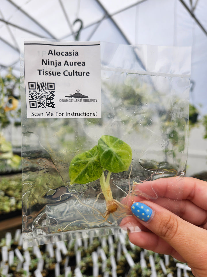 Alocasia Ninja Aurea Tissue Culture