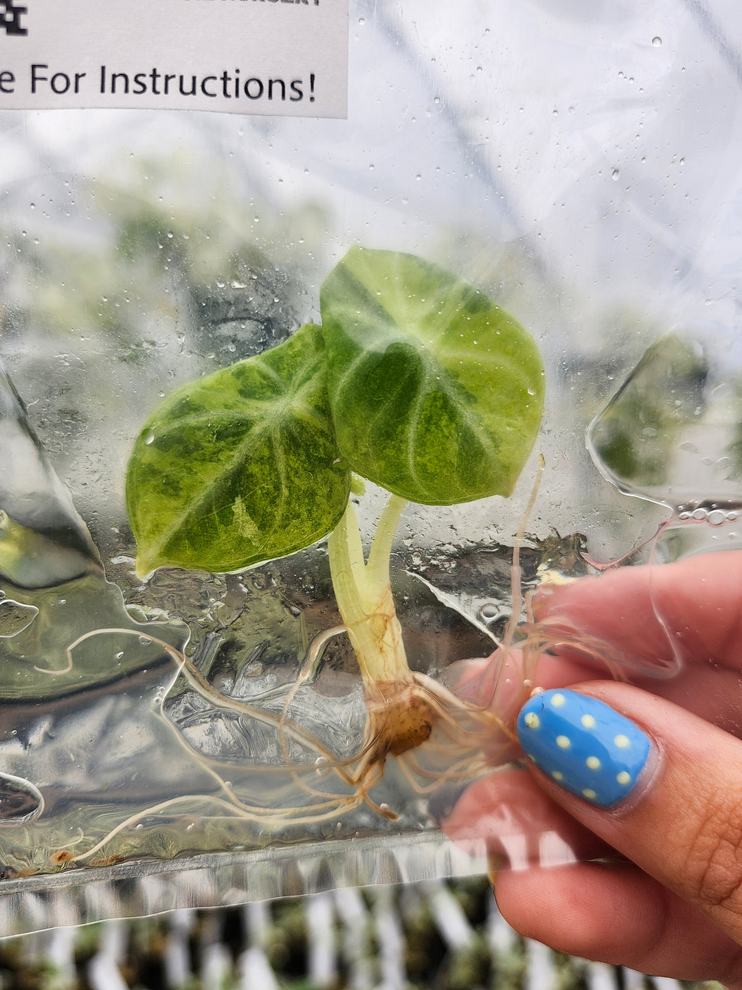 Alocasia Ninja Aurea Tissue Culture