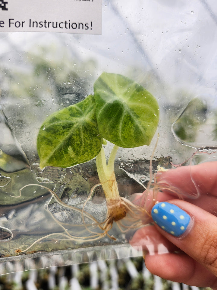 Alocasia Ninja Aurea Tissue Culture