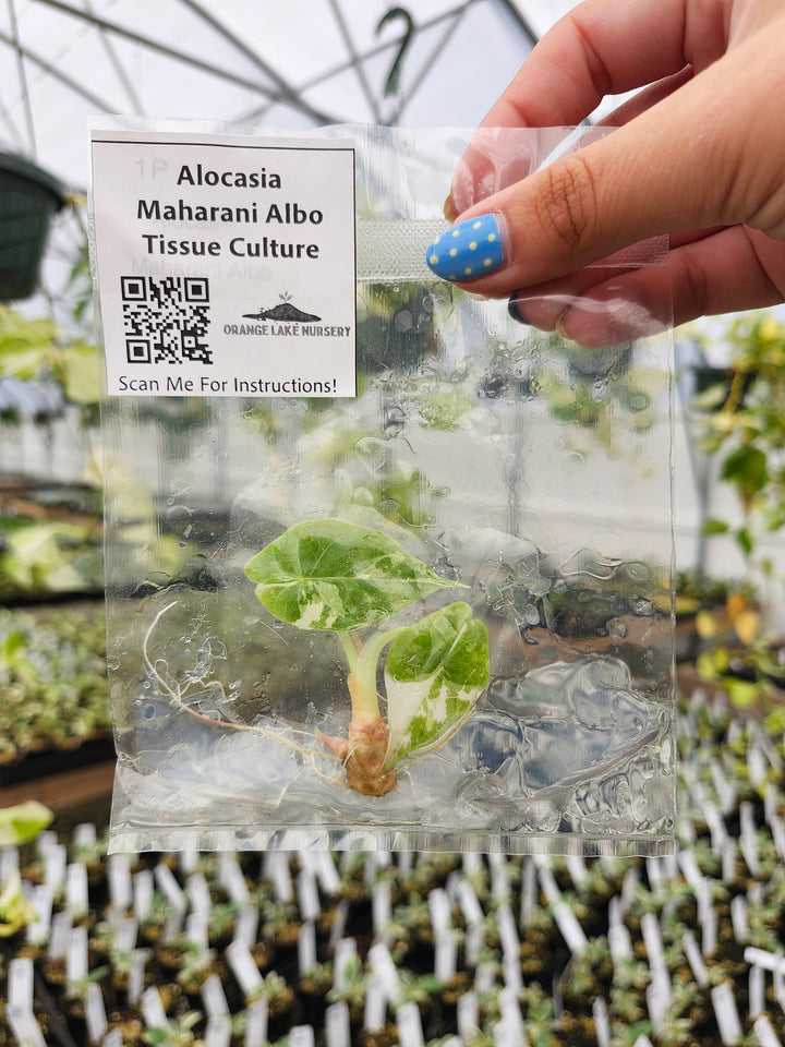 Alocasia Maharani Albo Tissue Culture