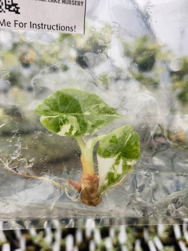 Alocasia Maharani Albo Tissue Culture