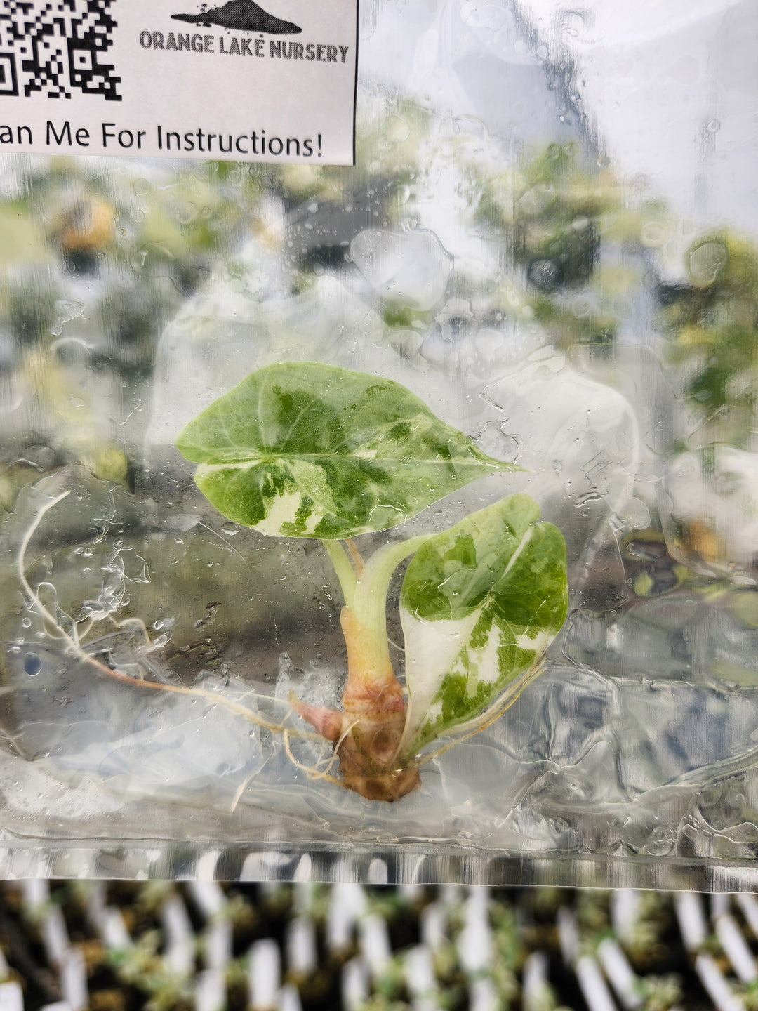 Alocasia Maharani Albo Tissue Culture