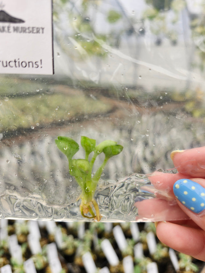 Syngonium Green Spot Tissue Culture