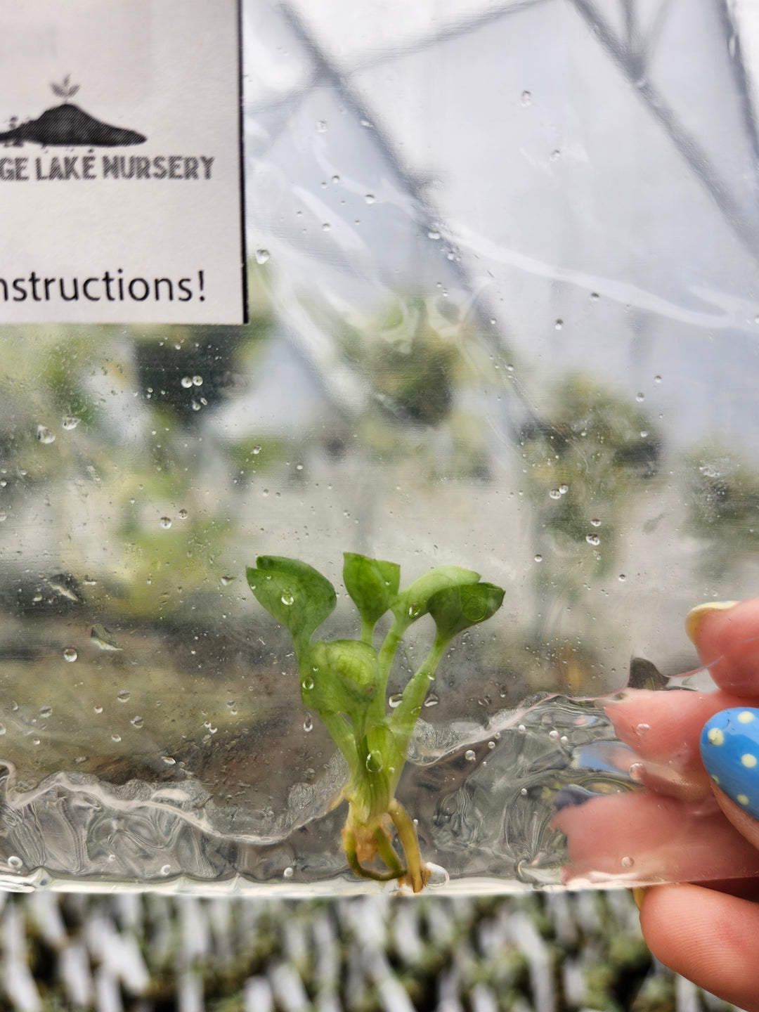 Syngonium Green Spot Tissue Culture