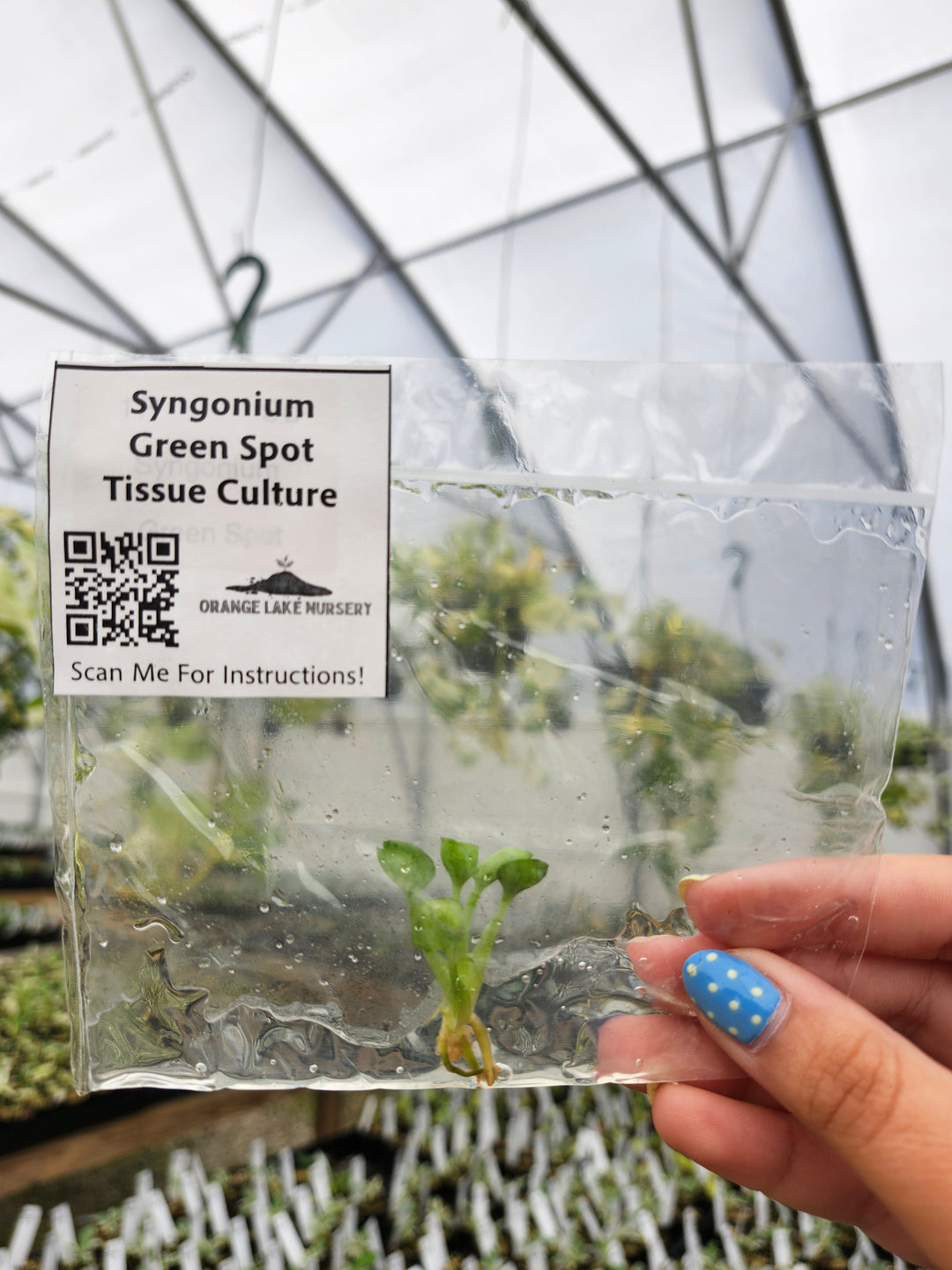 Syngonium Green Spot Tissue Culture