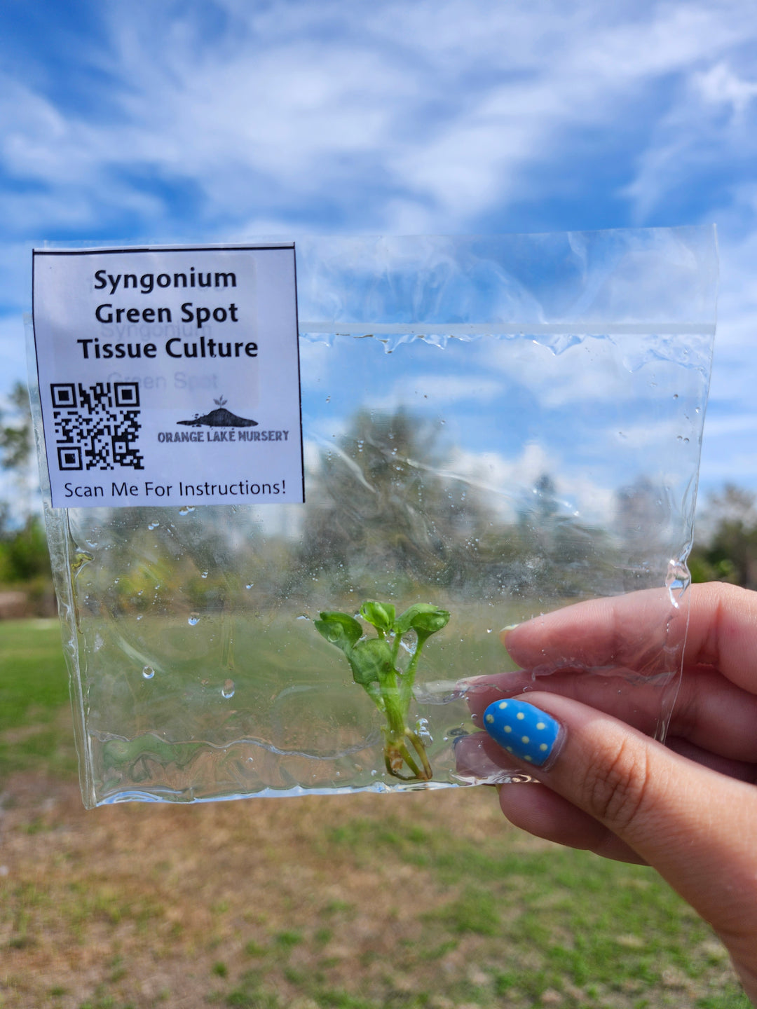 Syngonium Green Spot Tissue Culture