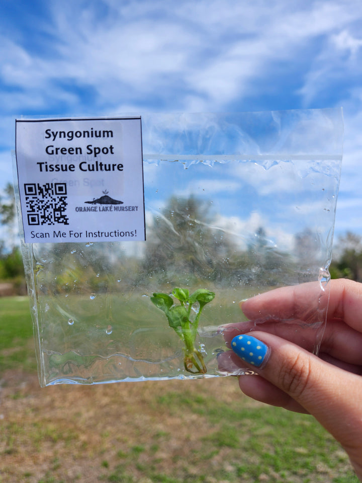 Syngonium Green Spot Tissue Culture