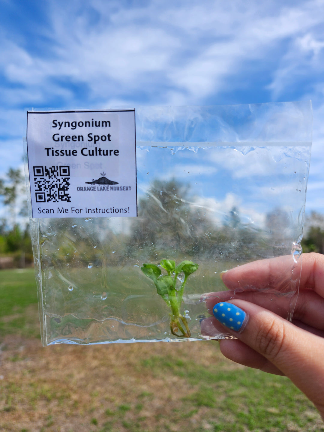 Syngonium Green Spot Tissue Culture
