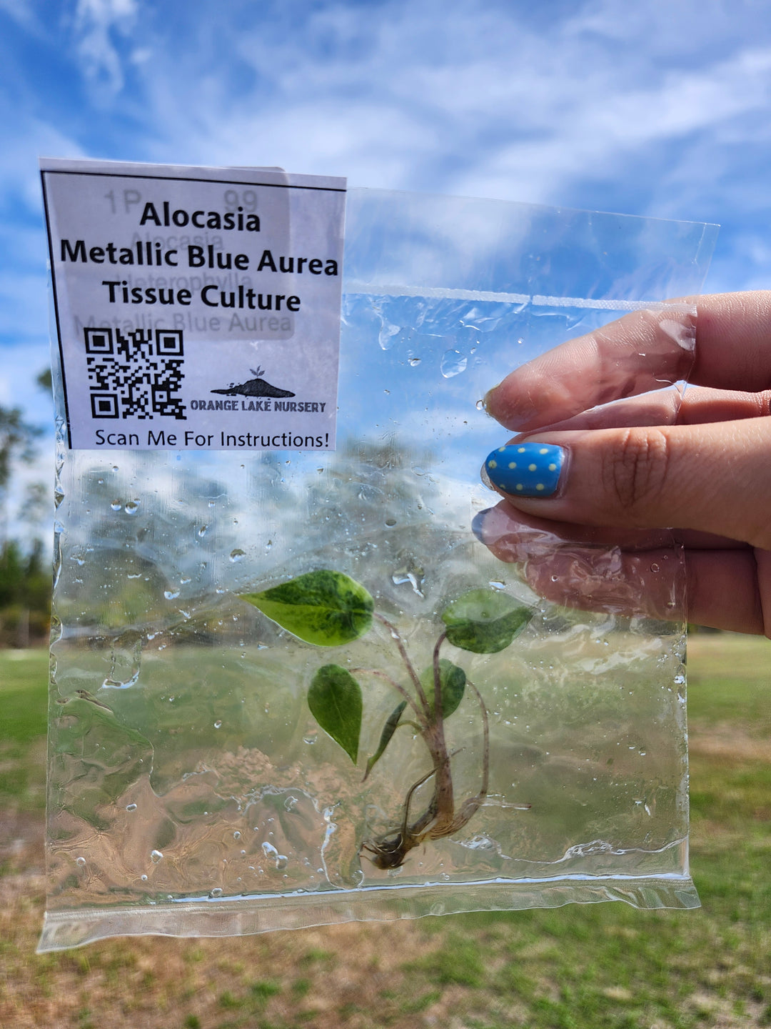 Alocasia Metallic Blue Aurea Tissue Culture