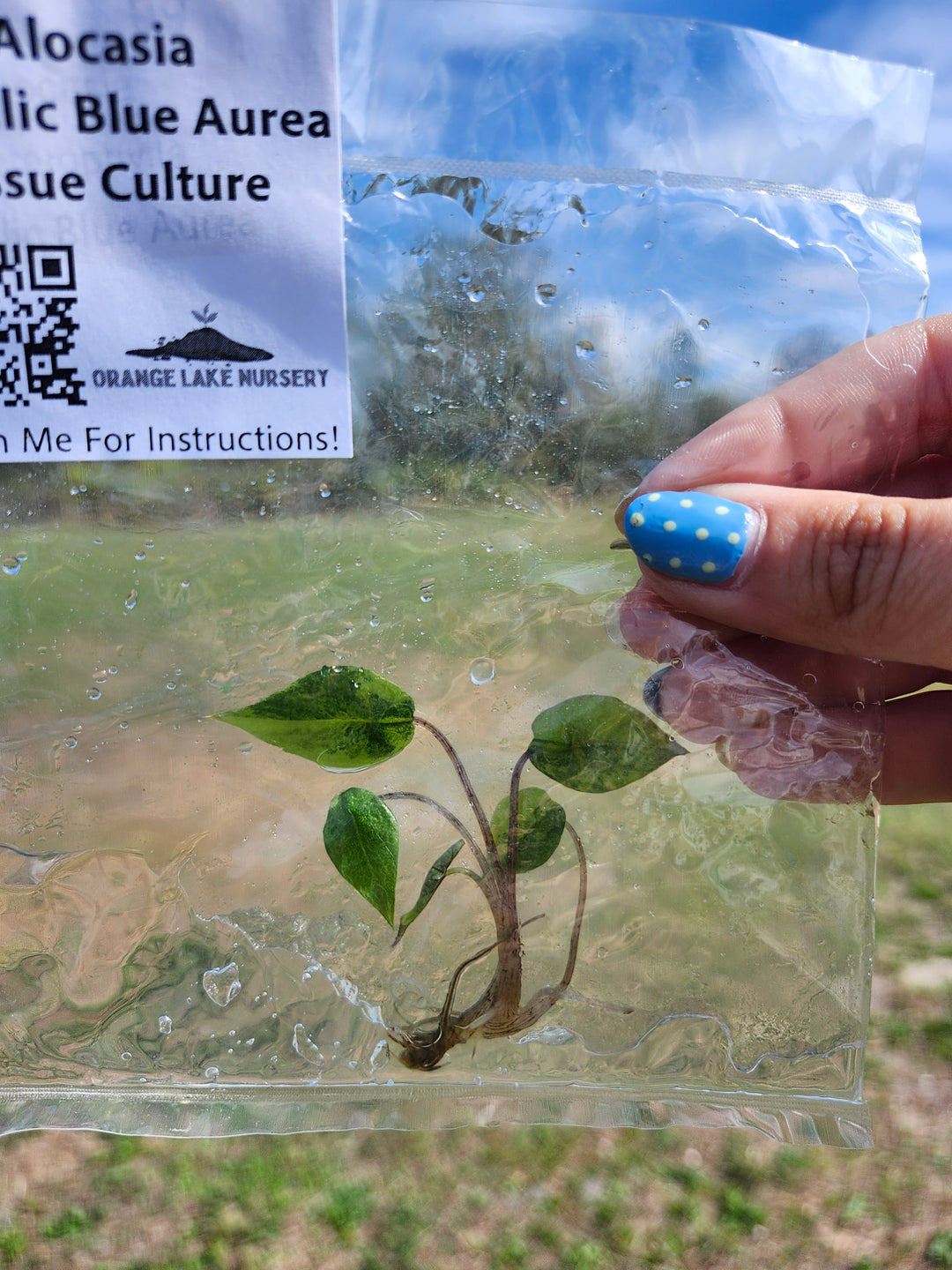 Alocasia Metallic Blue Aurea Tissue Culture