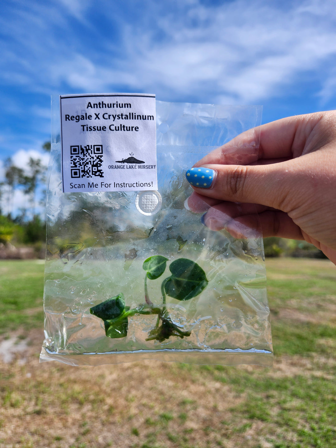 Anthurium Regale X Crystallinum Tissue Culture