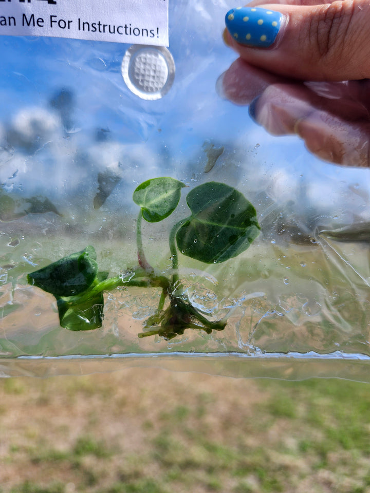 Anthurium Regale X Crystallinum Tissue Culture