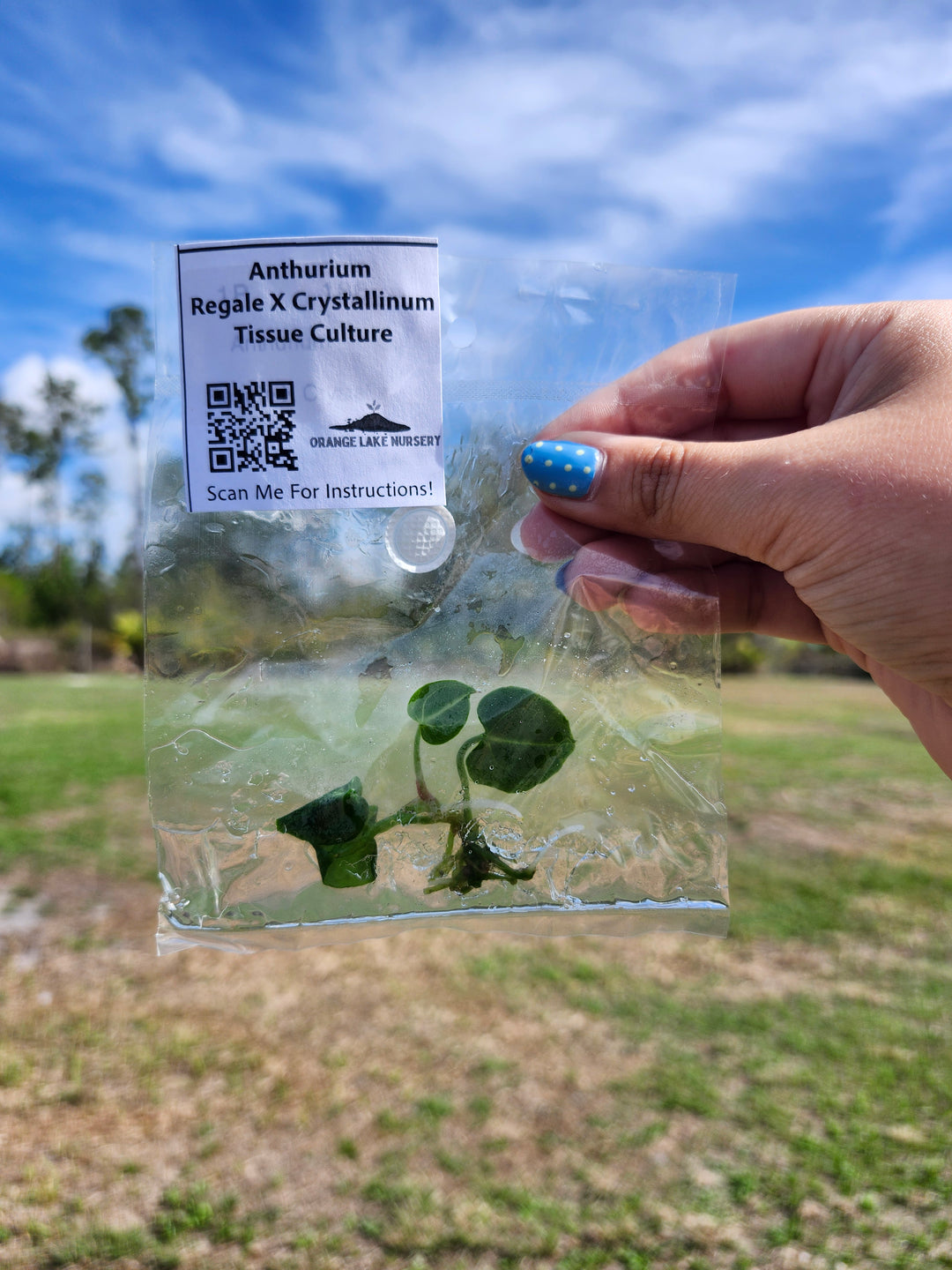 Anthurium Regale X Crystallinum Tissue Culture