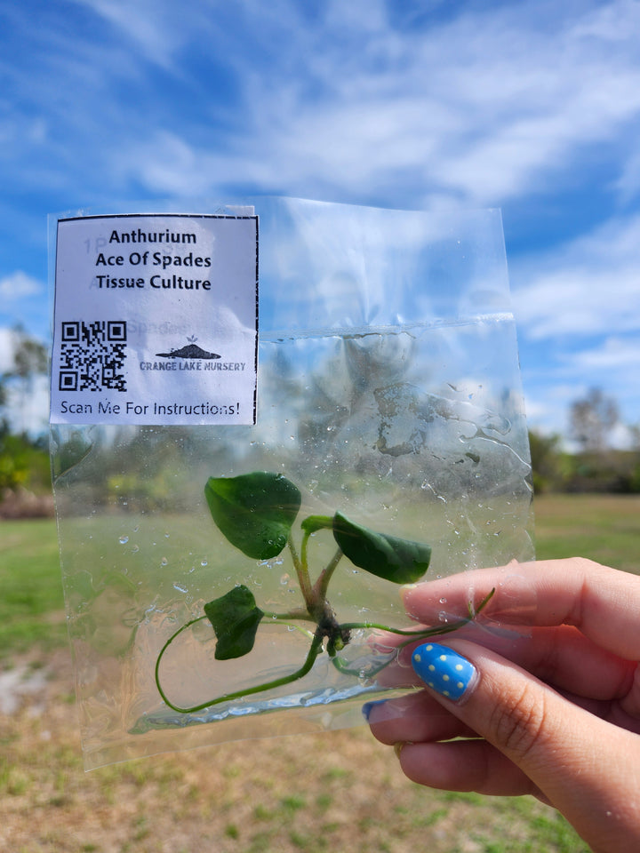 Anthurium Ace Of Spades Tissue Culture