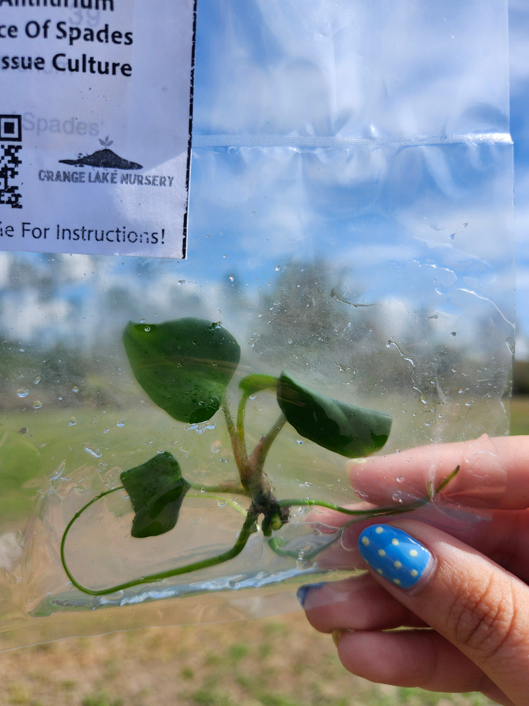 Anthurium Ace Of Spades Tissue Culture