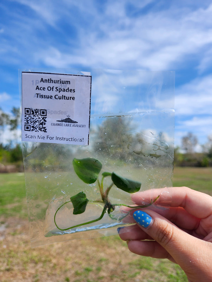 Anthurium Ace Of Spades Tissue Culture