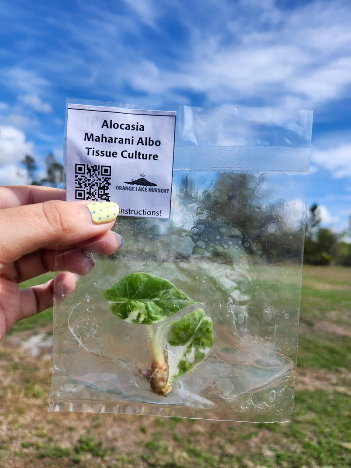 Alocasia Maharani Albo Tissue Culture