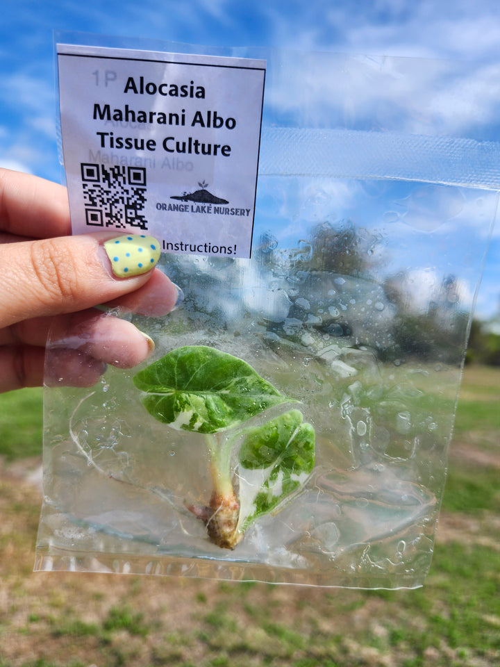 Alocasia Maharani Albo Tissue Culture