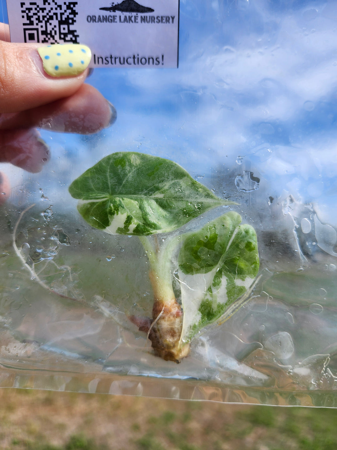 Alocasia Maharani Albo Tissue Culture