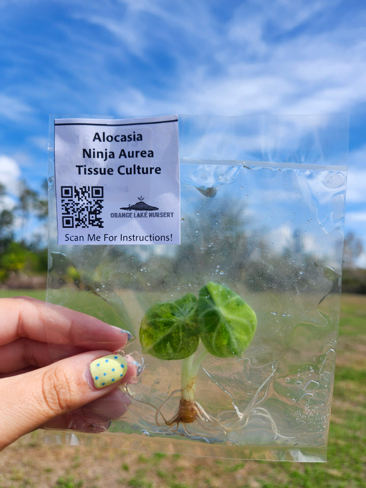 Alocasia Ninja Aurea Tissue Culture