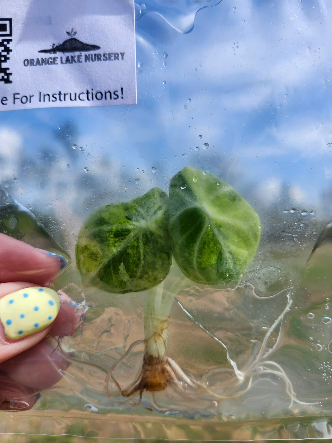 Alocasia Ninja Aurea Tissue Culture