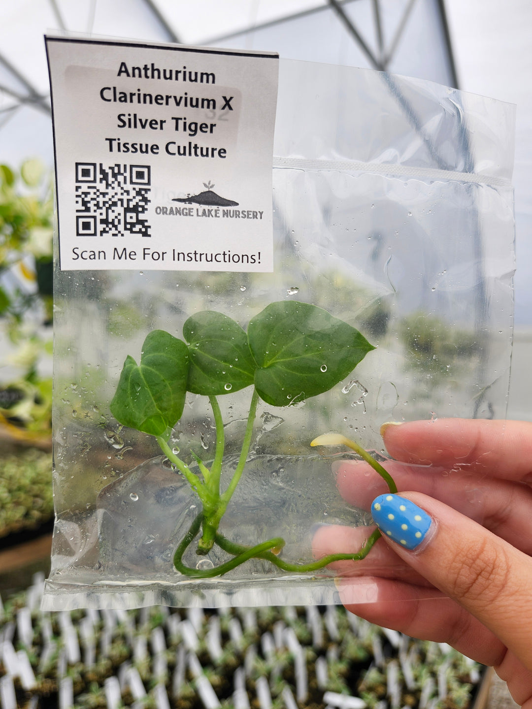 Anthurium Clarinervium x Silver Tiger Tissue Culture