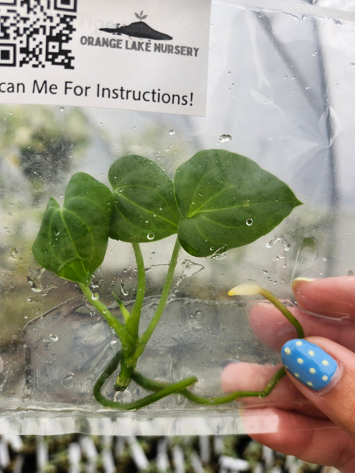 Anthurium Clarinervium x Silver Tiger Tissue Culture