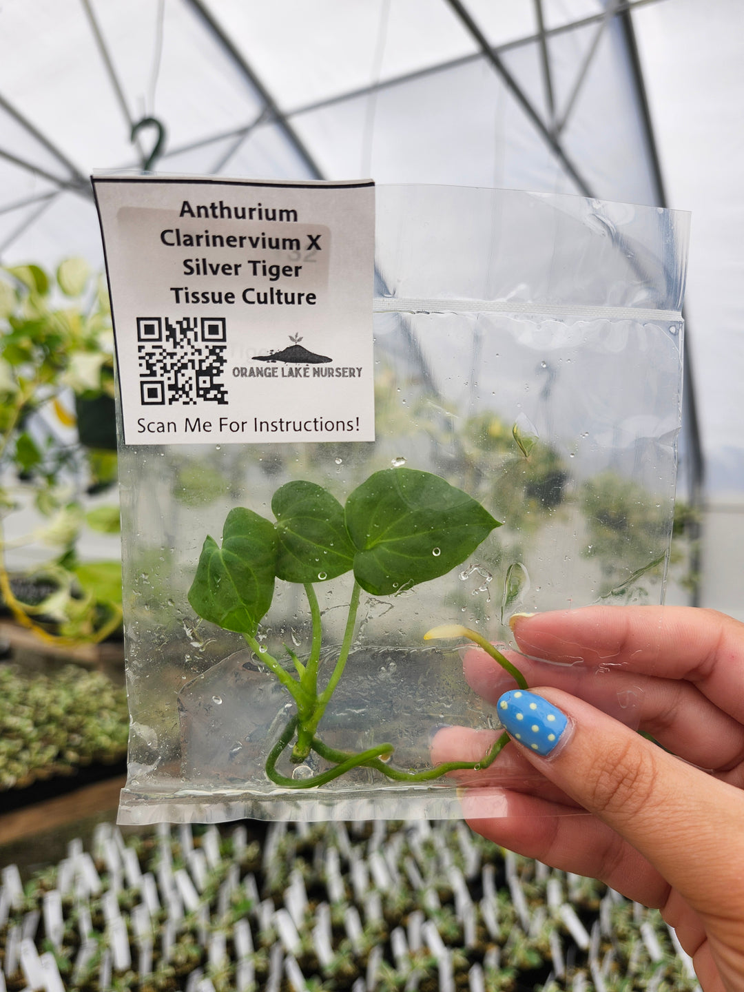Anthurium Clarinervium x Silver Tiger Tissue Culture