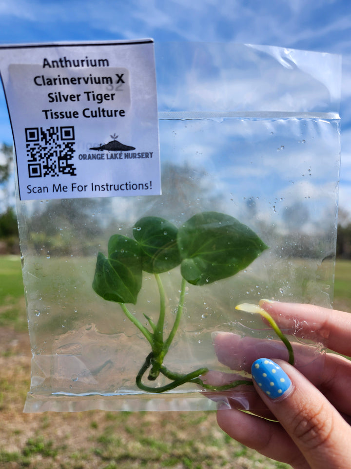 Anthurium Clarinervium x Silver Tiger Tissue Culture