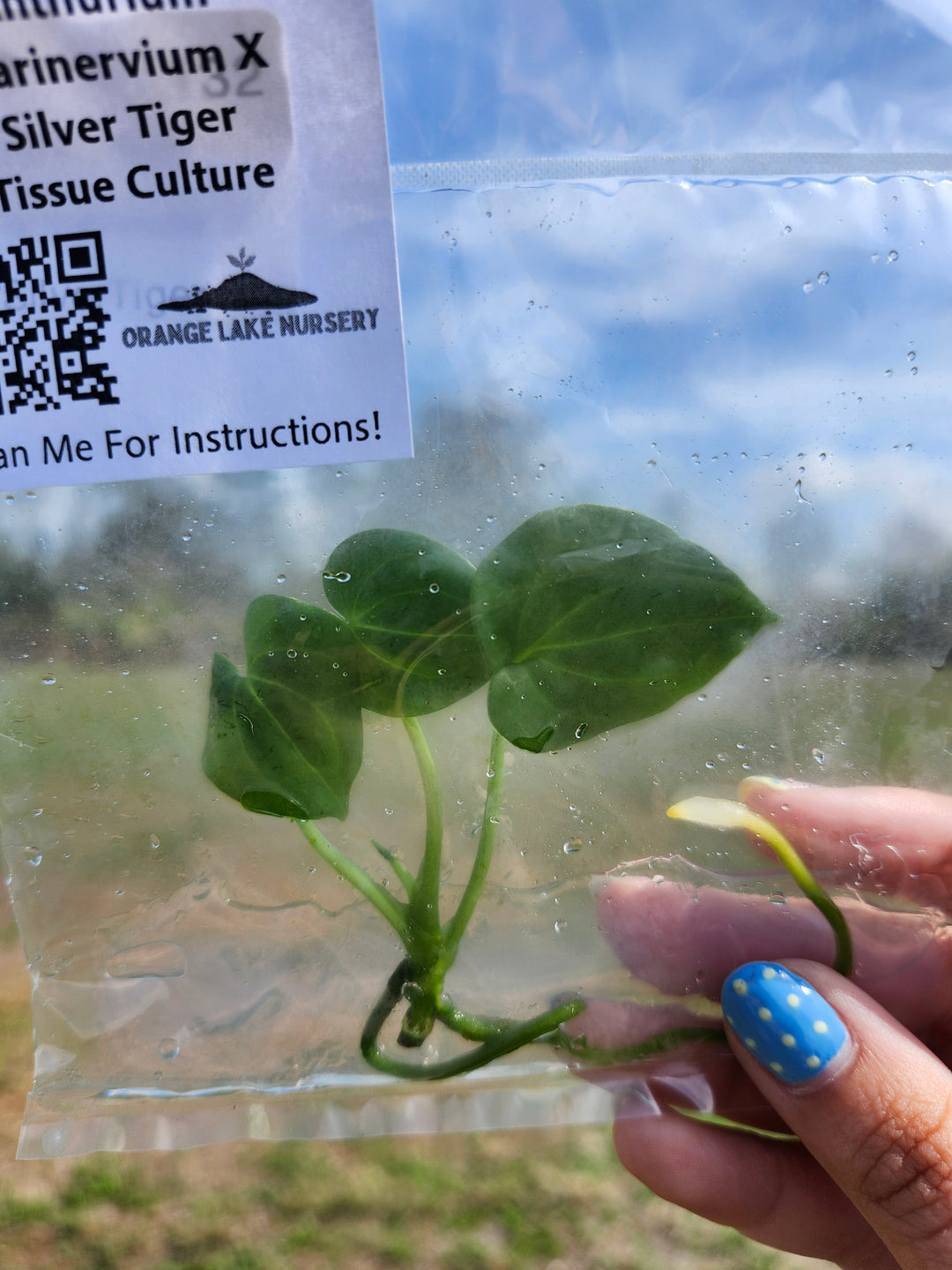 Anthurium Clarinervium x Silver Tiger Tissue Culture