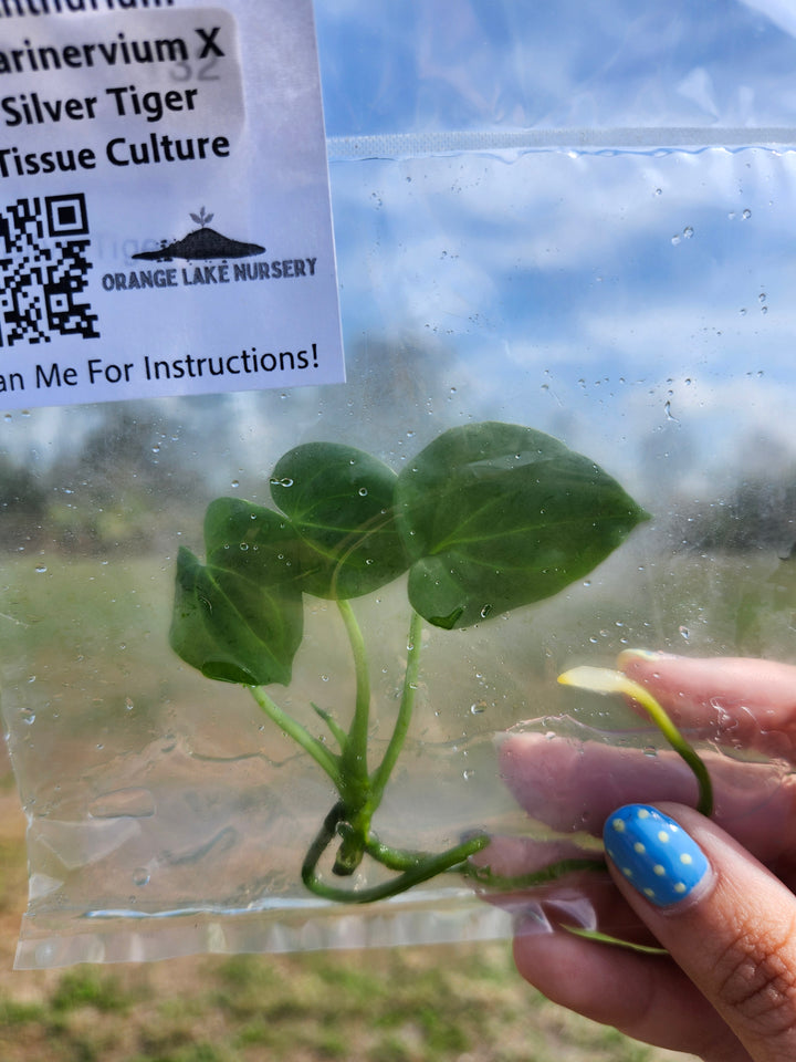 Anthurium Clarinervium x Silver Tiger Tissue Culture