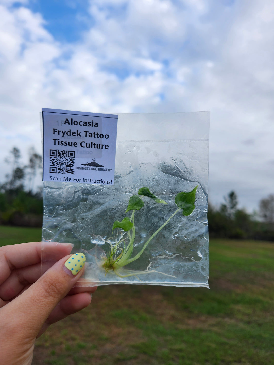 Alocasia Frydek Tattoo Tissue Culture Single