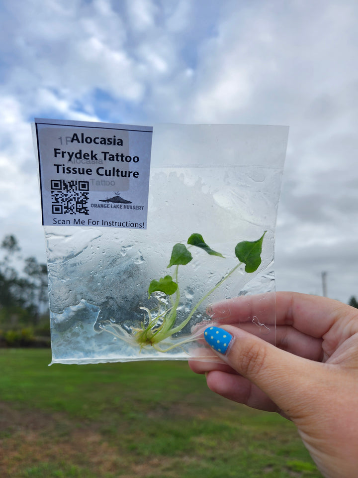 Alocasia Frydek Tattoo Tissue Culture Single