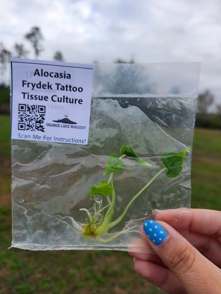 Alocasia Frydek Tattoo Tissue Culture Single