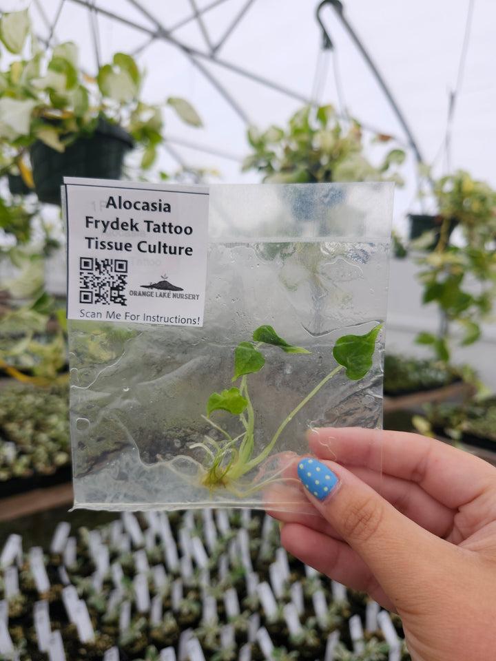 Alocasia Frydek Tattoo Tissue Culture Single