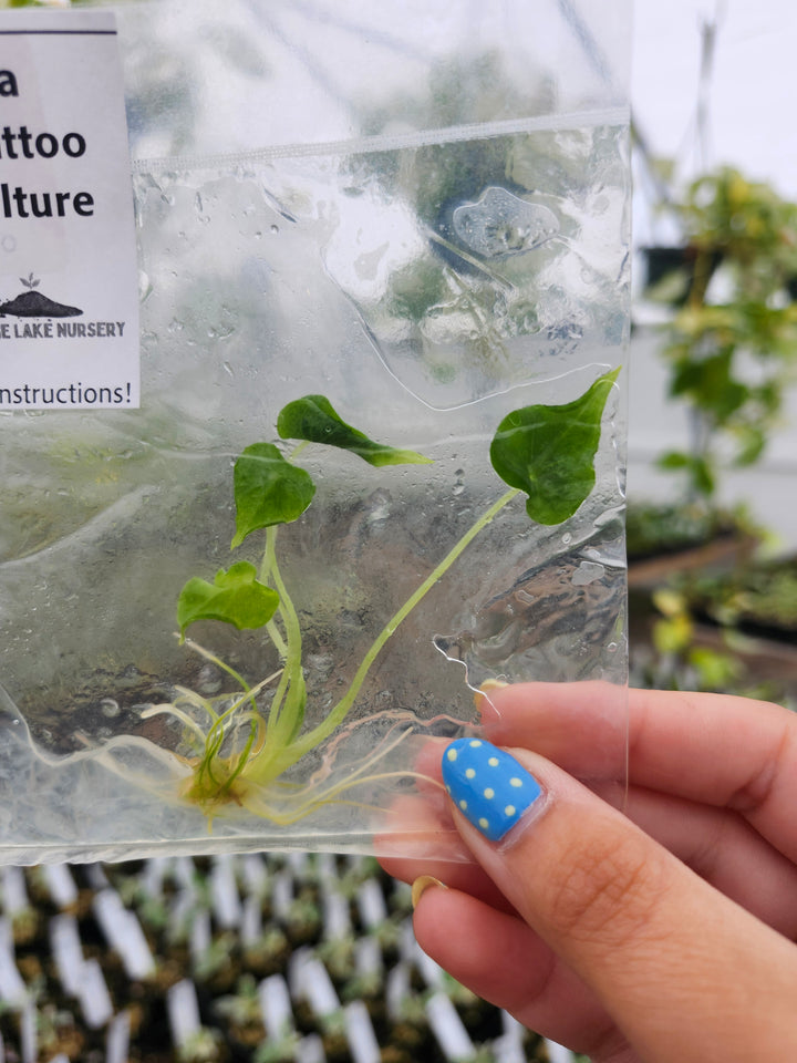 Alocasia Frydek Tattoo Tissue Culture Single