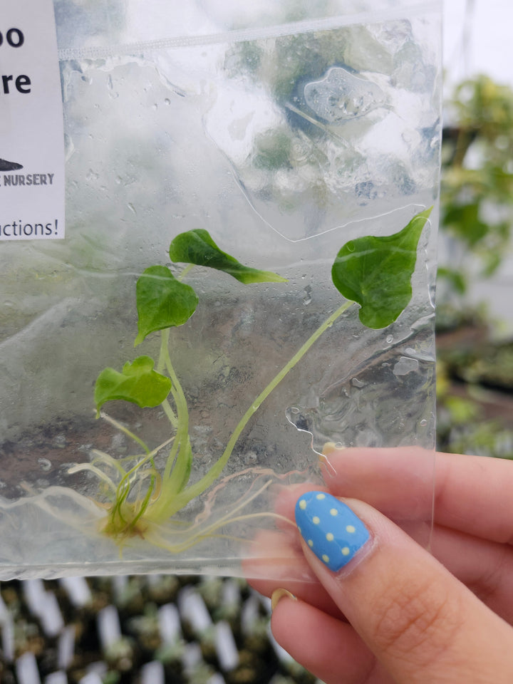 Alocasia Frydek Tattoo Tissue Culture Single