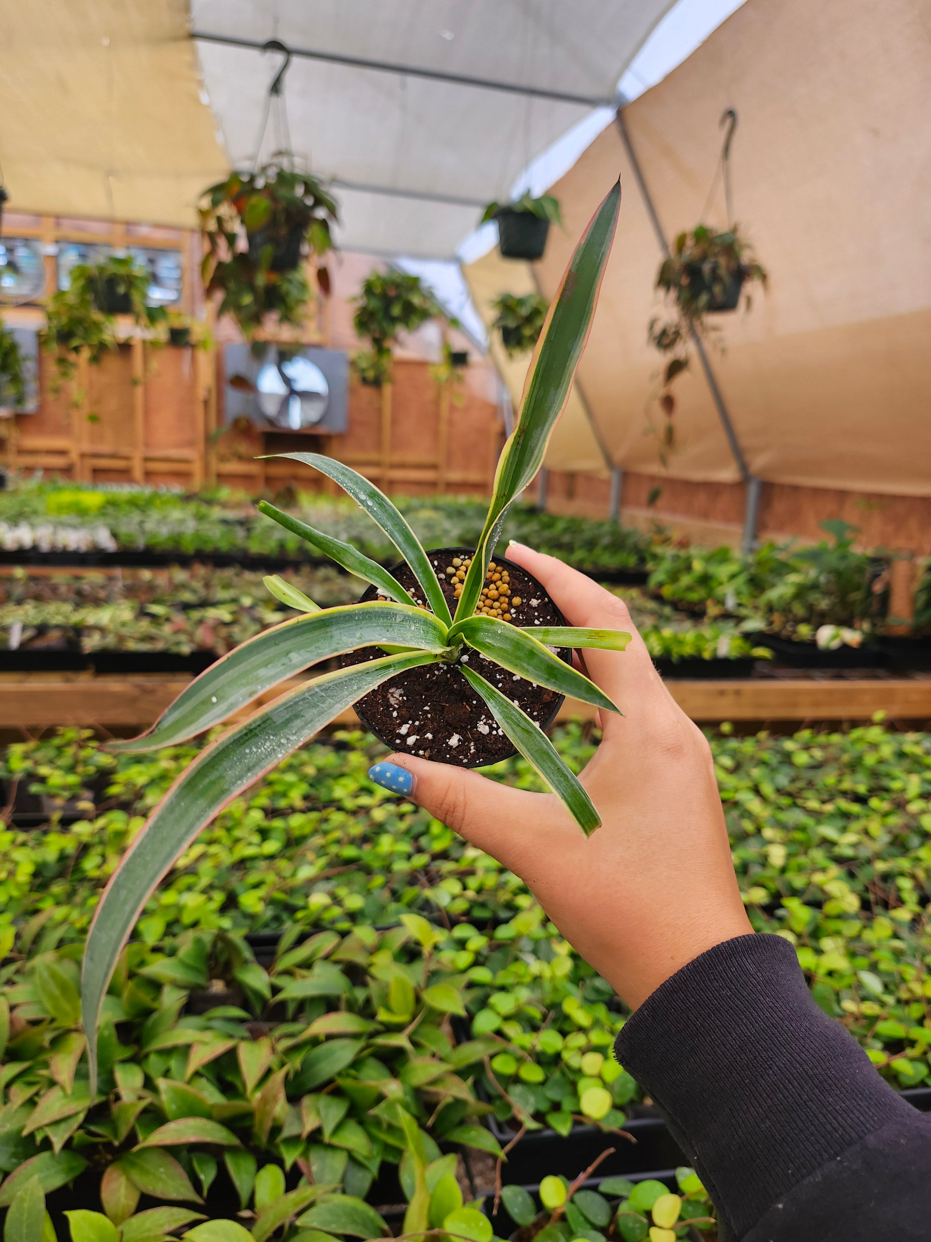 Orange Lake Nursery Spanish Dagger - Thumbnail 3