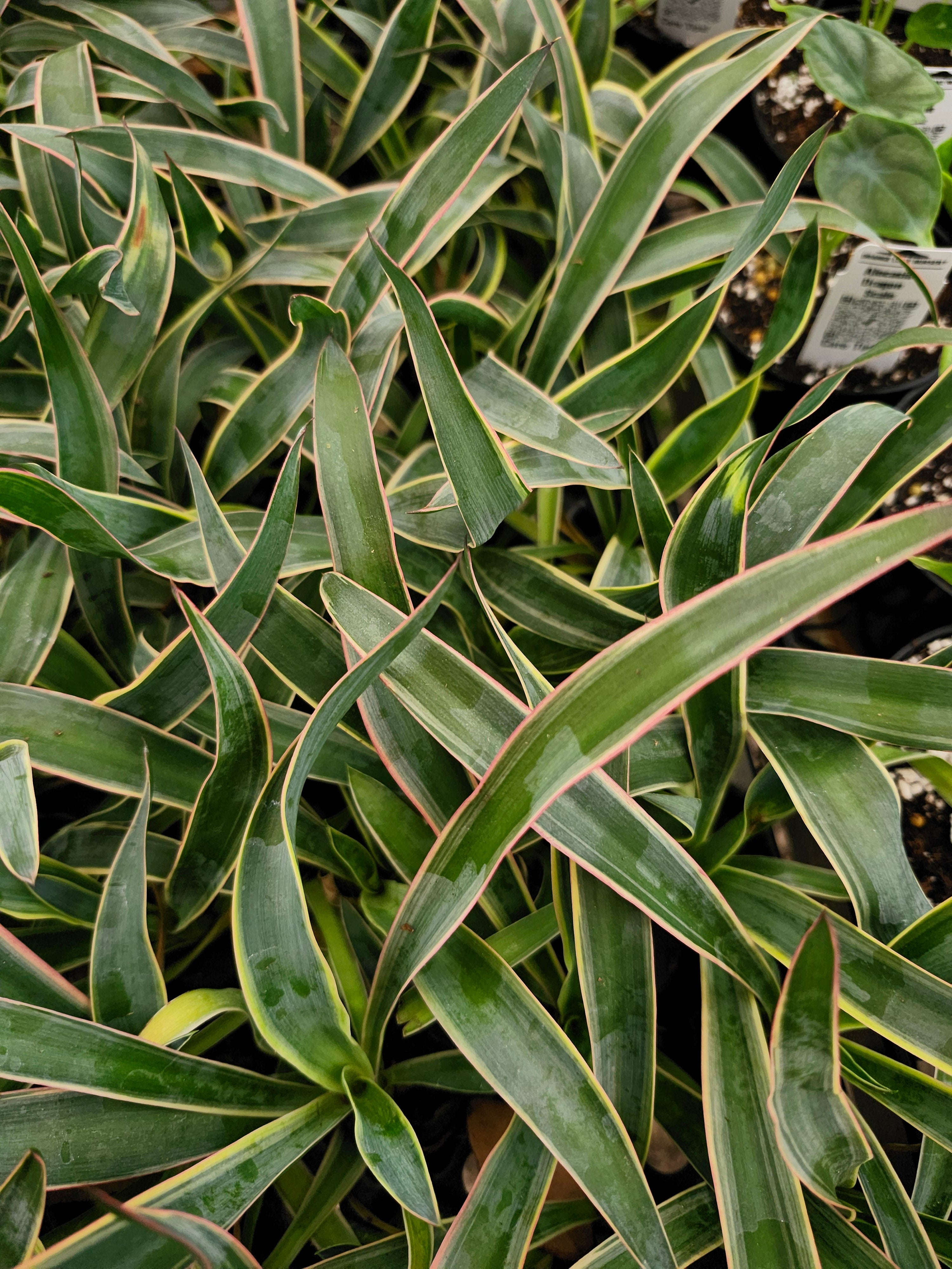 Orange Lake Nursery Spanish Dagger - Thumbnail 2