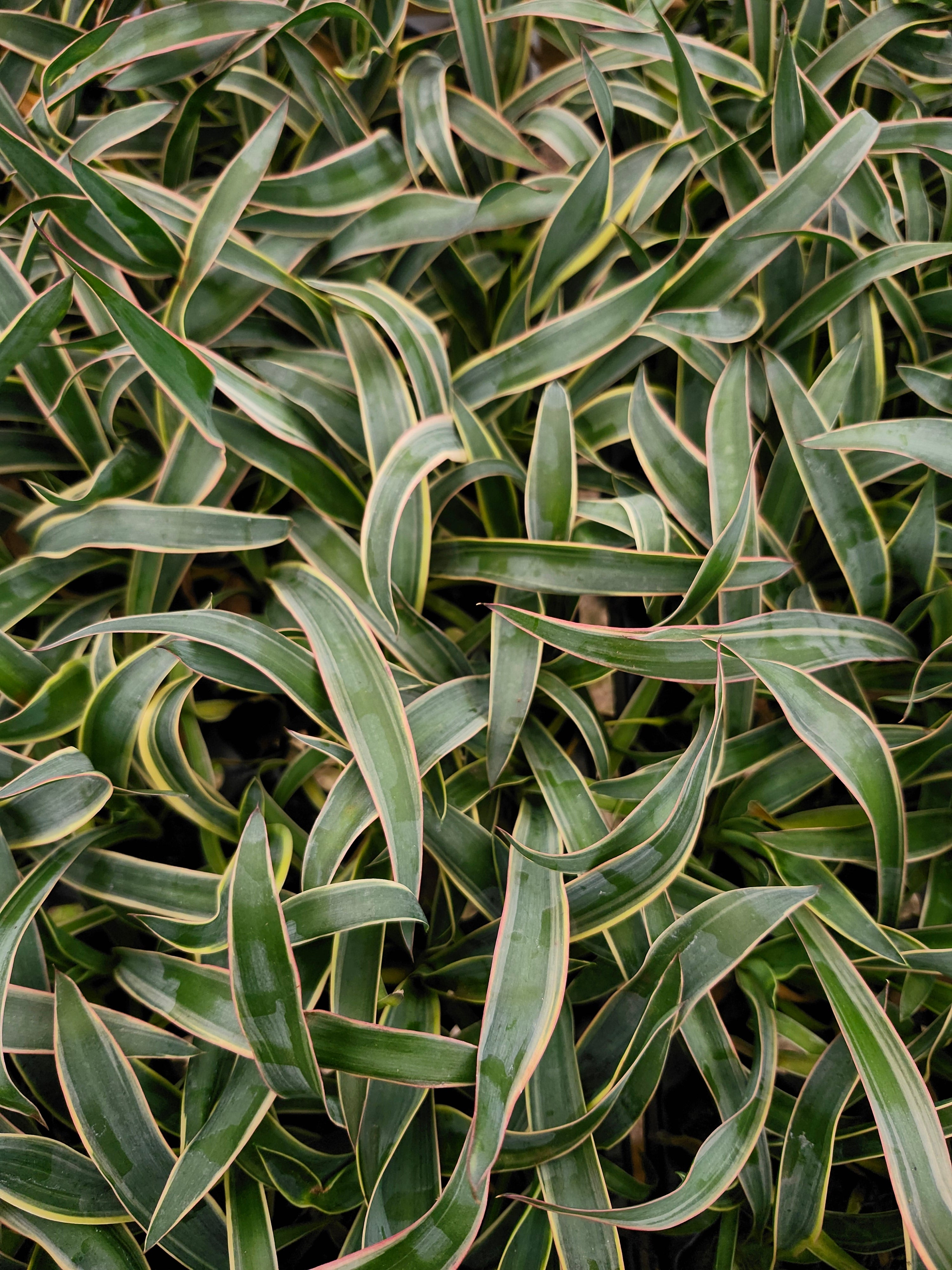 Orange Lake Nursery Spanish Dagger
