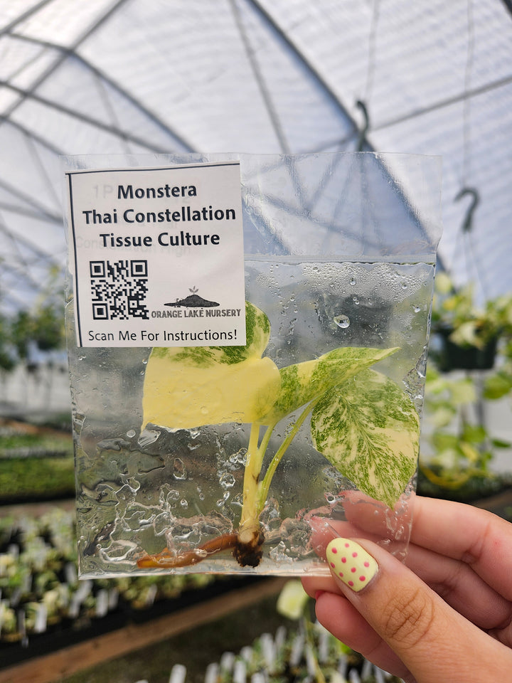 Monstera Thai Constellation Tissue Culture Single