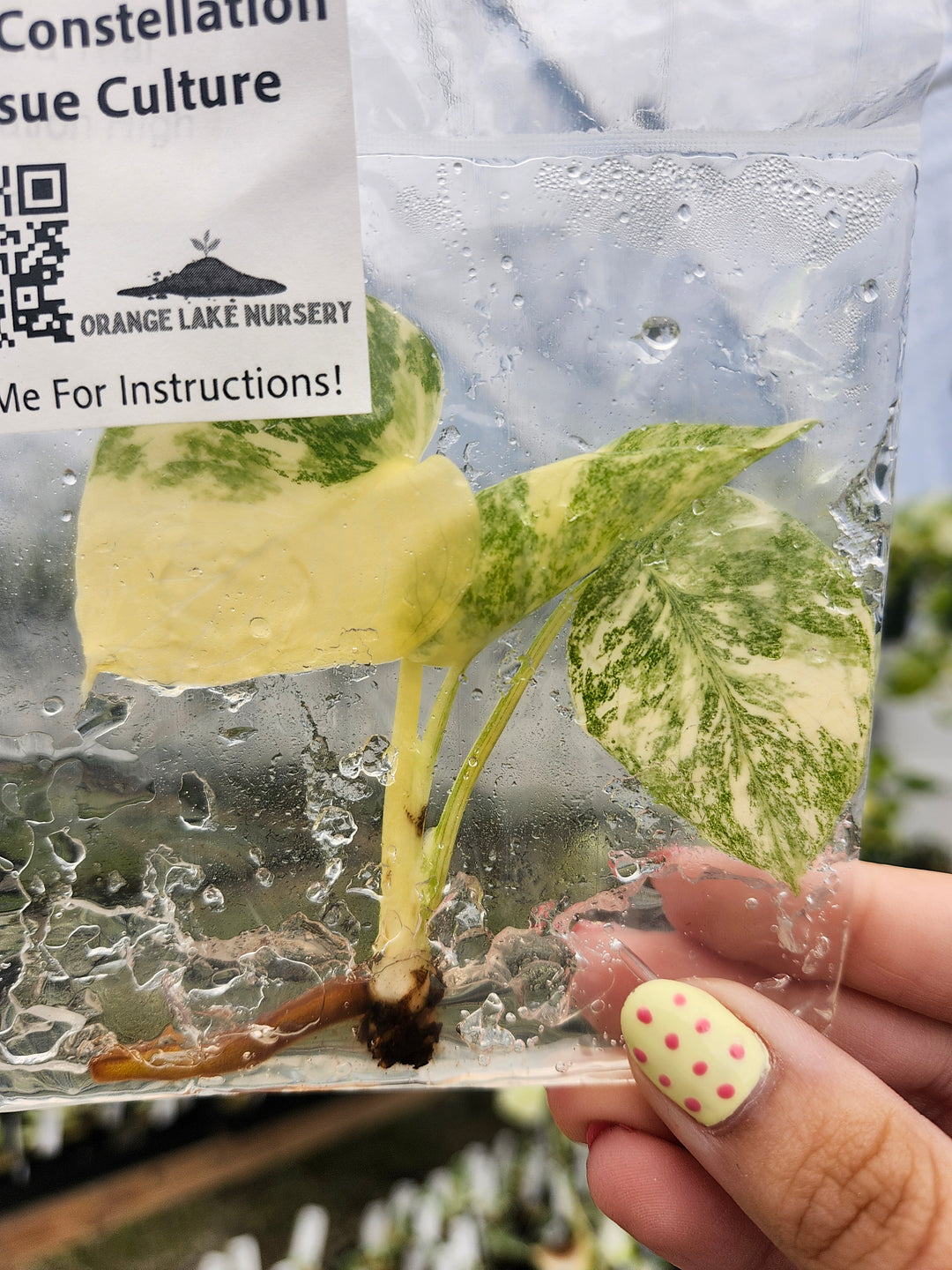 Monstera Thai Constellation Tissue Culture Single