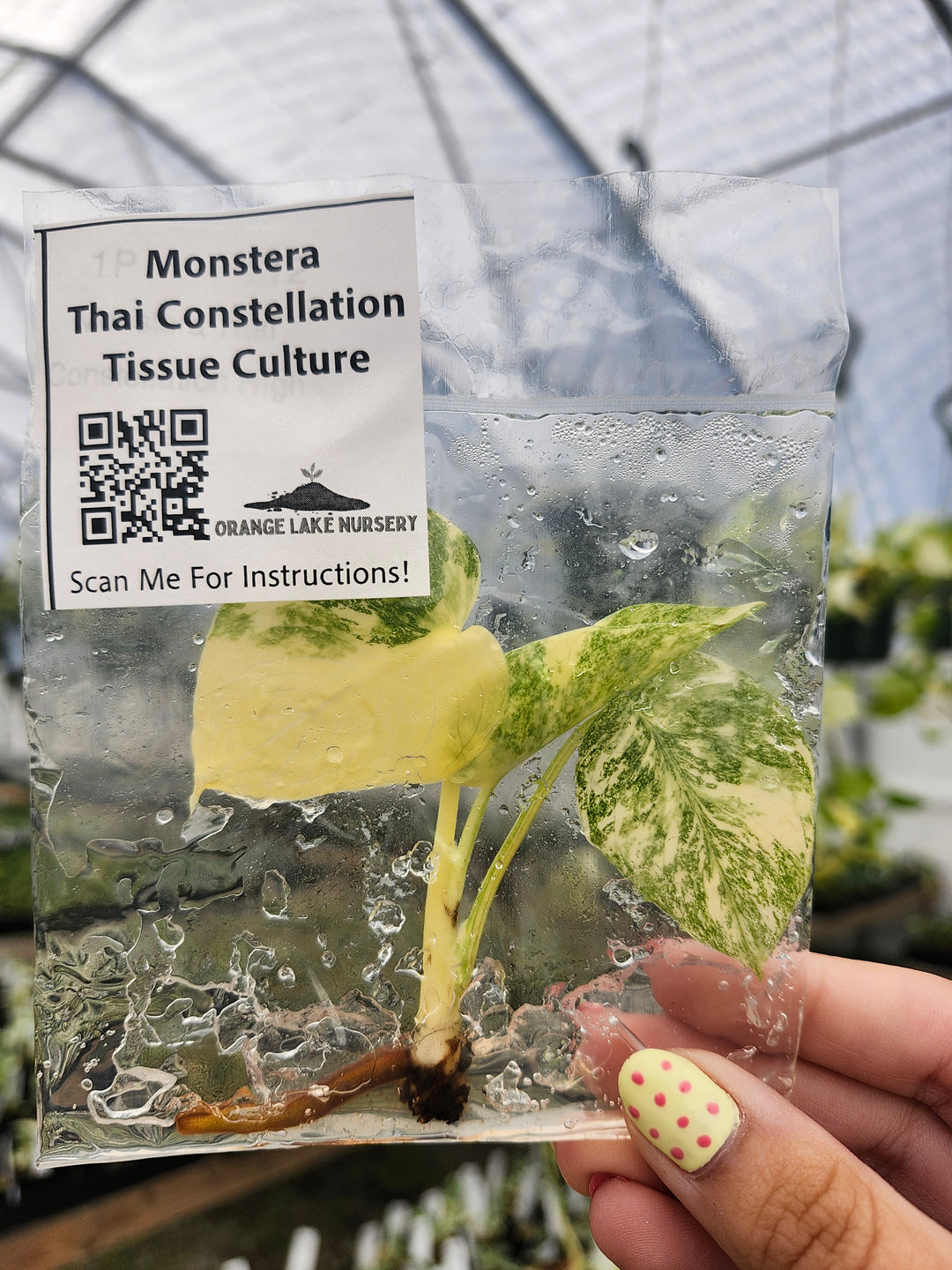 Monstera Thai Constellation Tissue Culture Single