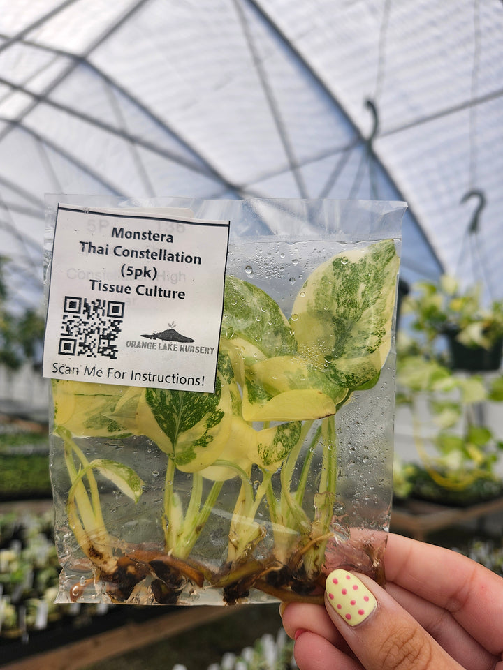 Monstera Thai Constellation Tissue Culture (5 Pack)