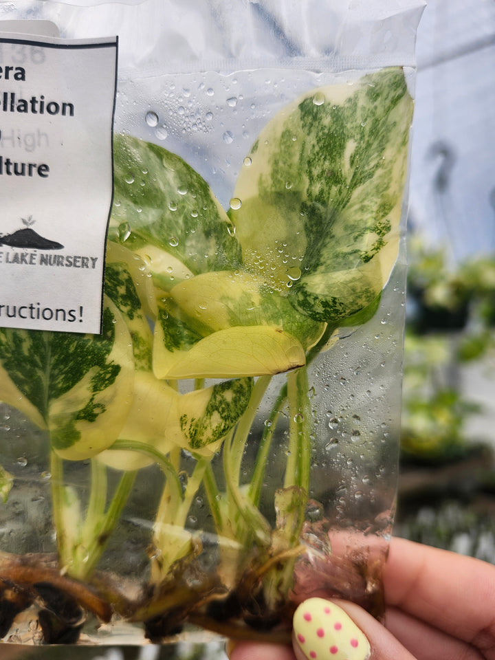 Monstera Thai Constellation Tissue Culture (5 Pack)
