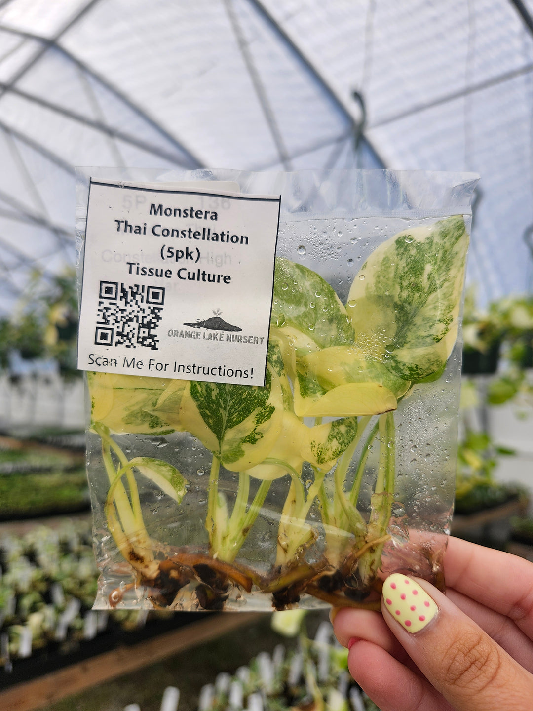 Monstera Thai Constellation Tissue Culture (5 Pack)