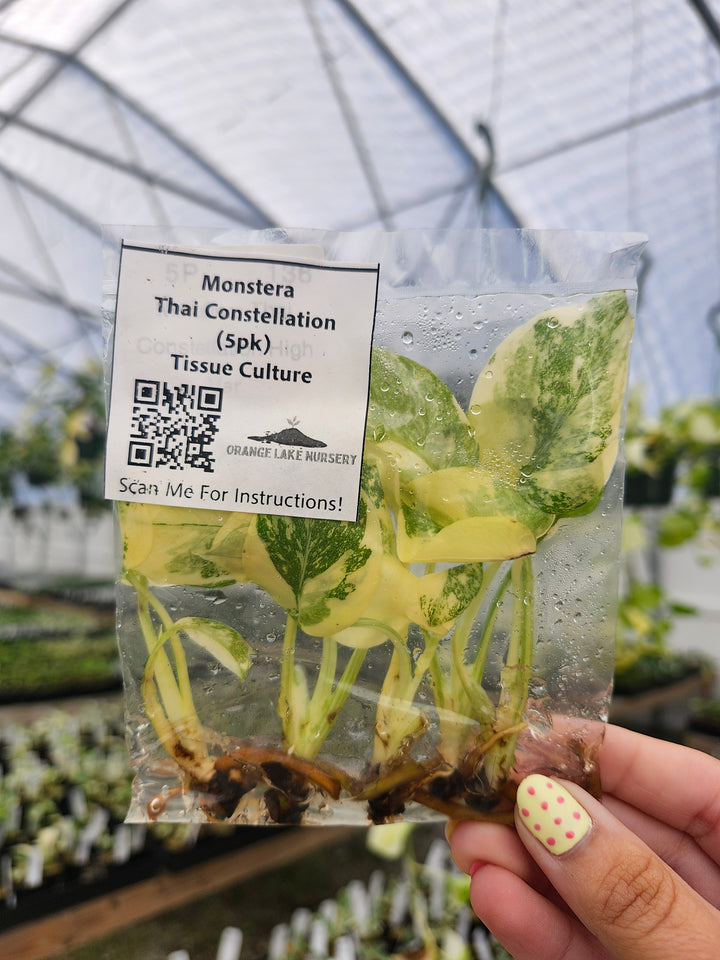 Monstera Thai Constellation Tissue Culture (5 Pack)