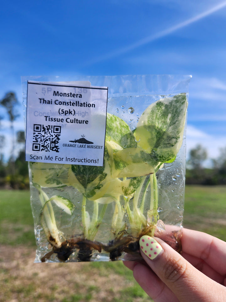 Monstera Thai Constellation Tissue Culture (5 Pack)
